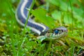 Picture Title - Snake in the Grass