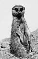 Picture Title - Meerkat