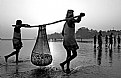 Picture Title - Fish Carrier