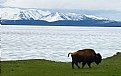Picture Title - Yellowstone Lake Bison