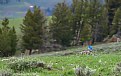 Picture Title - Bluebird in Valley