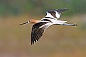 Picture Title - American Avocet