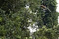 Picture Title - Proboscis jumper