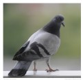 Picture Title - Pigeon Portrait