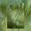 Picture Title - cabbage tree in arcadian light