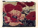 Picture Title - Red Poppies