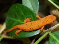 Picture Title - Salamander