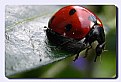 Picture Title - ladybird