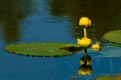 Picture Title - Water Lily 4