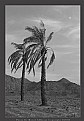 Picture Title - Palms II