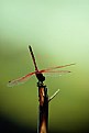 Picture Title - Dragon Fly