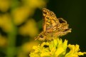 Picture Title - Arctic Skipper 1