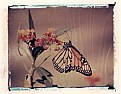 Picture Title - Monarch and Milkweed