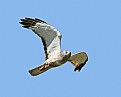 Picture Title - Northern Harrier