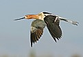 Picture Title - American Avocet