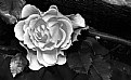 Picture Title - Rose (Black and White) 61908