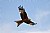 Majestic Red Kite