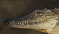 Picture Title - Portrait of the American Alligator