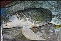 Picture Title - Aquarium of the Pacific - Sea Turtle