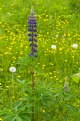 Picture Title - Lone Lupin