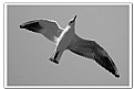 Picture Title - Gull-01