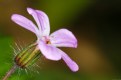 Picture Title - Wild Geranium