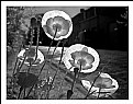 Picture Title - IR poppies 2