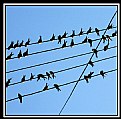 Picture Title - Swallows