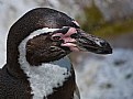 Picture Title - Penguin