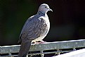 Picture Title - An Obese Pidgeon