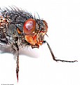 Picture Title - monster attack