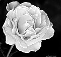 Picture Title - Rose 