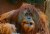 Mr. O. The Orangutan