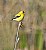 American Goldfinch