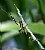 Argiope