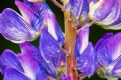 Picture Title - Lupin Close