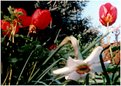 Picture Title - pinhole flowers