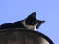 Picture Title - Cat on watertank