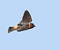 Picture Title - Cliff Swallow