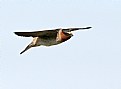 Picture Title - Bridge Swallow