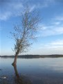 Picture Title - Tree stands alone