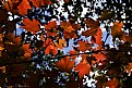 Picture Title - red maple