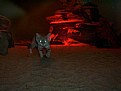 Picture Title - Sand cat - the night demon