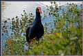 Picture Title - Bird in the bushes