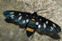 Picture Title - a bug, buterfly or...