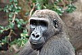 Picture Title - A knowing look.