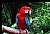 Macaw