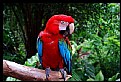 Picture Title - Macaw