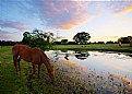 Picture Title - Evening Drink