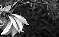 Picture Title - Rose (Black and White)
